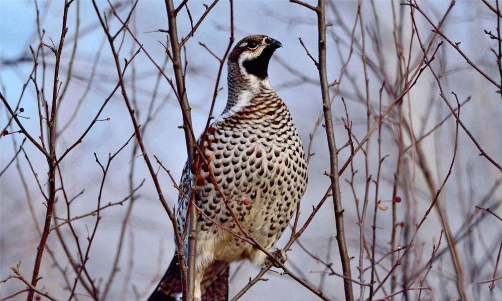 大兴安岭出现飞龙鸟离巢用枯叶盖鸟卵晚上埋进雪窝睡觉防紫貂