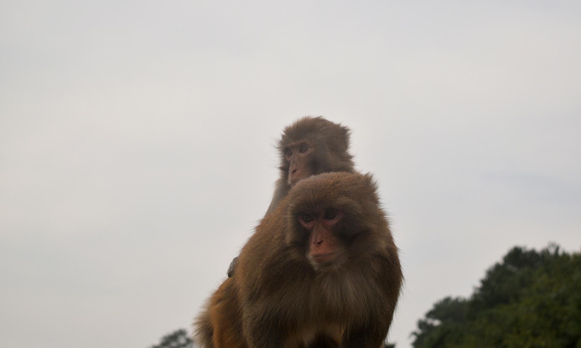 宁波九龙湖猴岛,一群翘首以盼的猴子夹道相迎,它们真是太热情了
