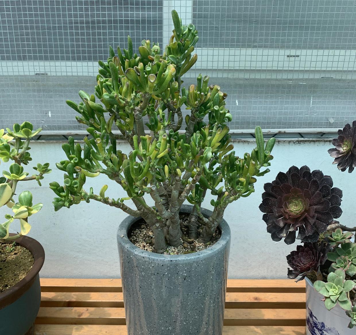 这花叫马蹄掌也叫吸财树寓意招财进宝比多肉还好养