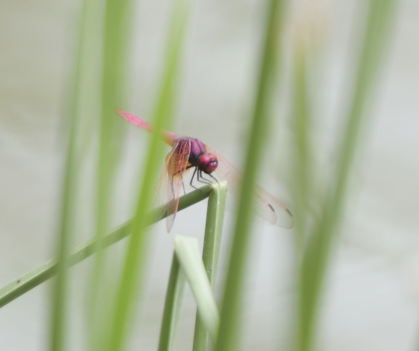 合肥:"红辣椒蜻蜓",在初秋的微风下,落在芦苇梢头上,美极了_高清图集