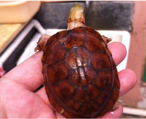 小伙捡到红色乌龟,找人鉴定价值不菲,第二天妻子闹着和他离婚