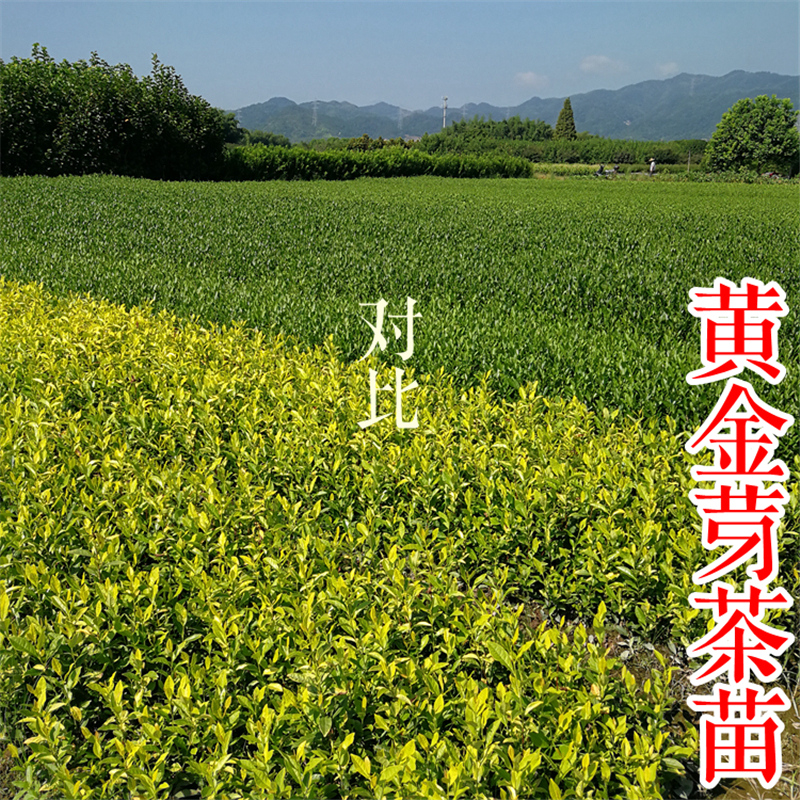黄金芽茶苗的品种特性在哪里可以买到【浙江新山苗场】