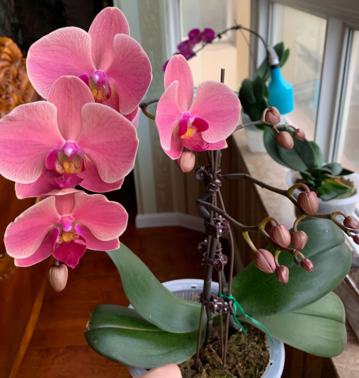 蝴蝶兰叶子打蔫不恢复?这是根系不好,别犹豫,赶紧换盆