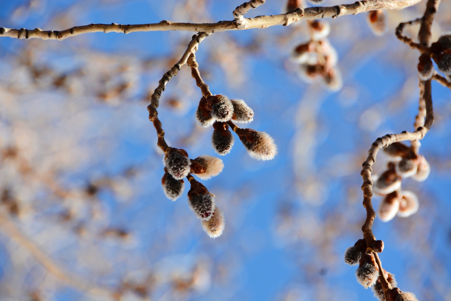 春天杨树的花序,原创拍摄_高清图集_新浪网