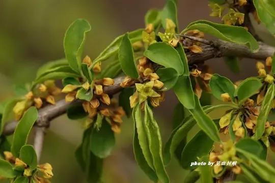 柳叶鼠李,我们叫黑格兰,叶香当茶喝,根好做根雕