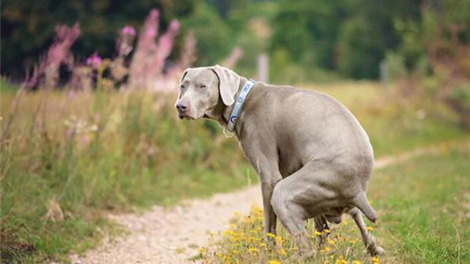 我的狗便秘严重太痛苦了 已经很多天没有排便了 到底怎么办 便秘 爱犬 直肠 新浪新闻 我的狗便秘严重太痛苦了 已经很多天没有排便了 到底怎么办 便秘 爱犬 直肠 新浪新闻