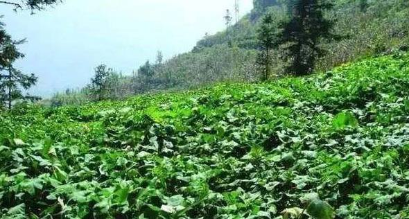 农村的小李在山上有一块地,今年在地里种上了白薯!