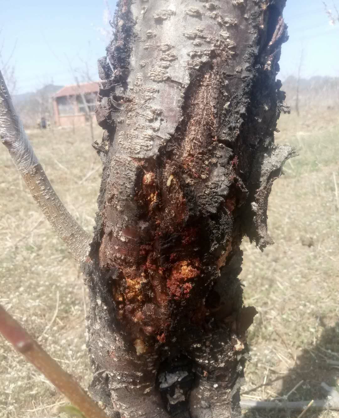 治疗果树腐烂病 做到眼快手狠 让盛果期的桃树不再流泪
