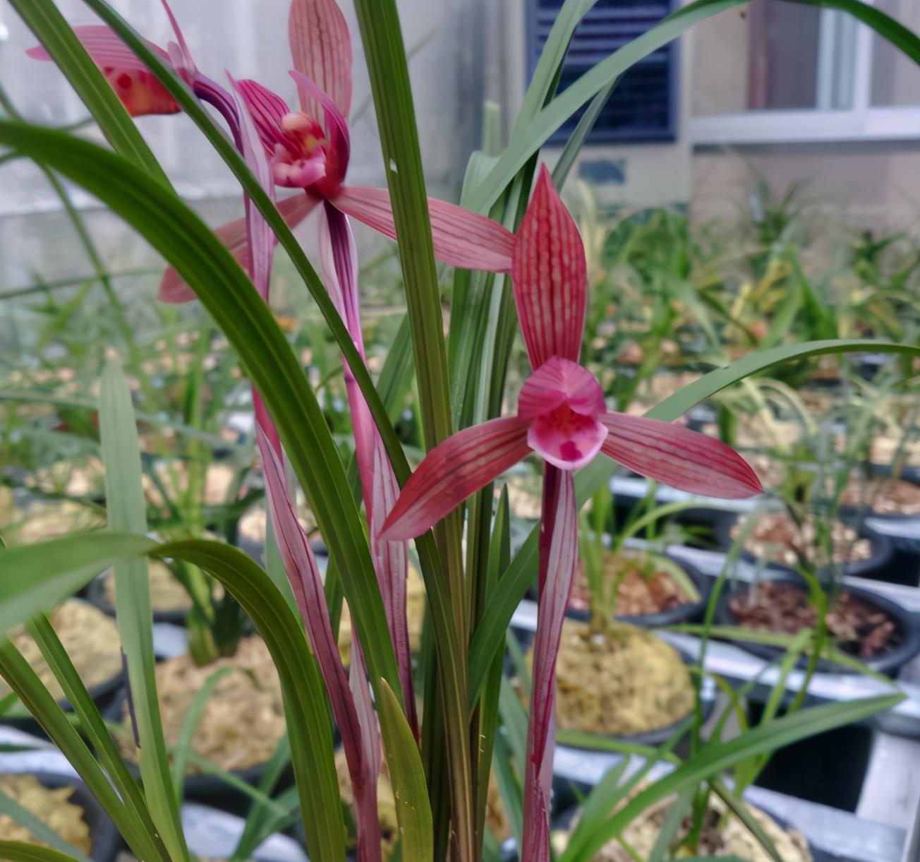 此兰就是今天的主角——醉红素兰花,醉红素的花色是特别艳丽的红色