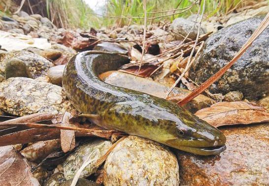 海南发现"过山龙",浑身滑腻力大无比,捕食鸡鸭还能上树休息__财经头条
