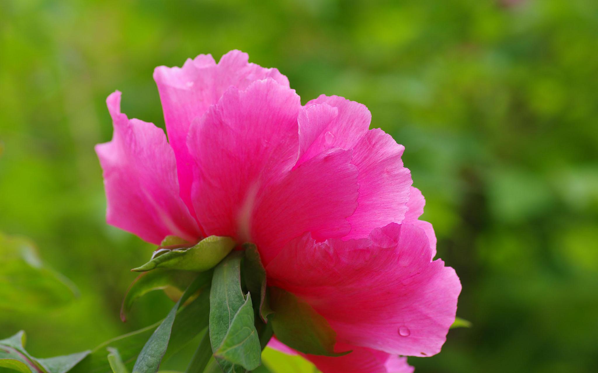 百花绽放,馥郁芬芳