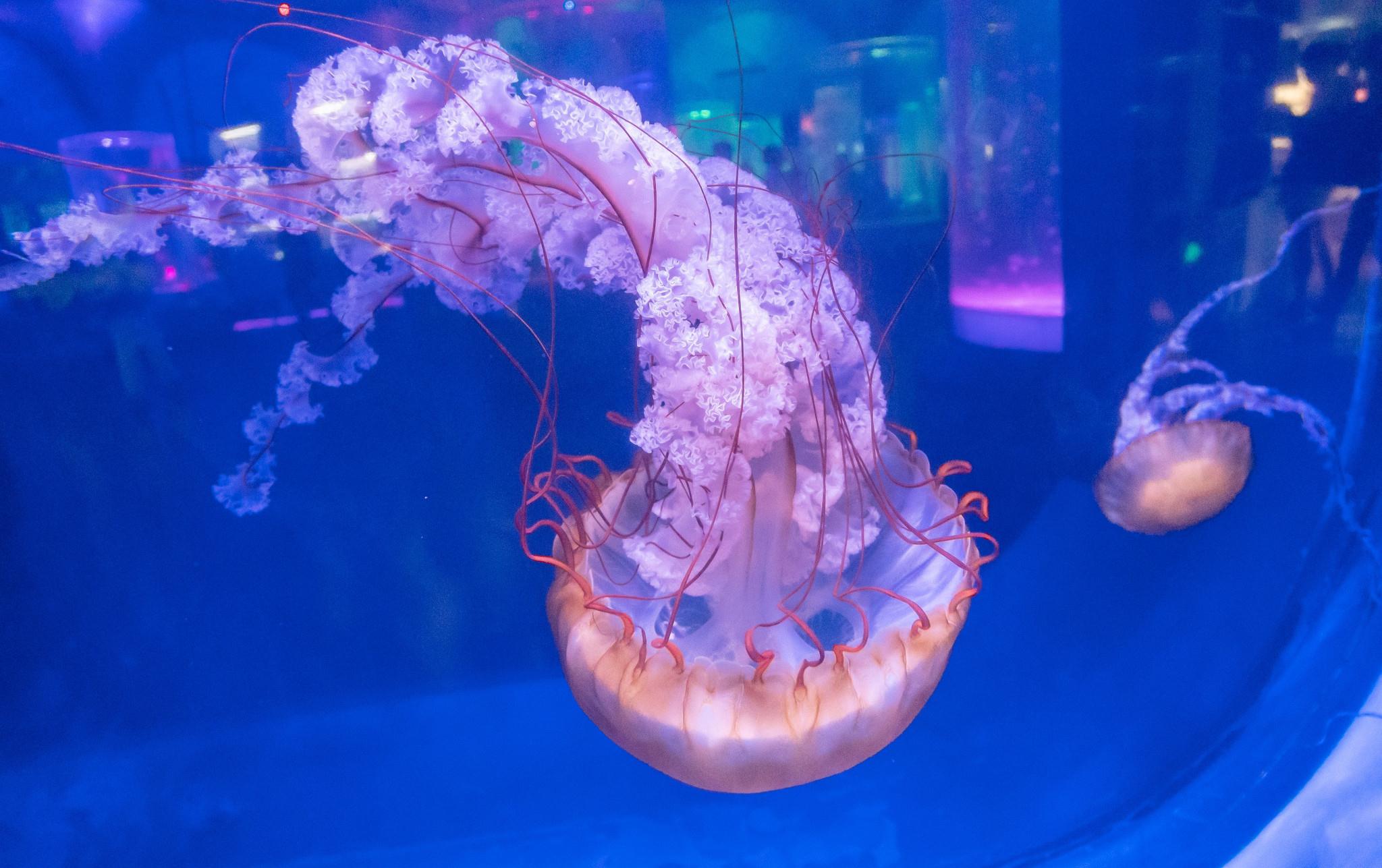 实拍海昌海洋公园水母馆缤纷绚丽令人称奇