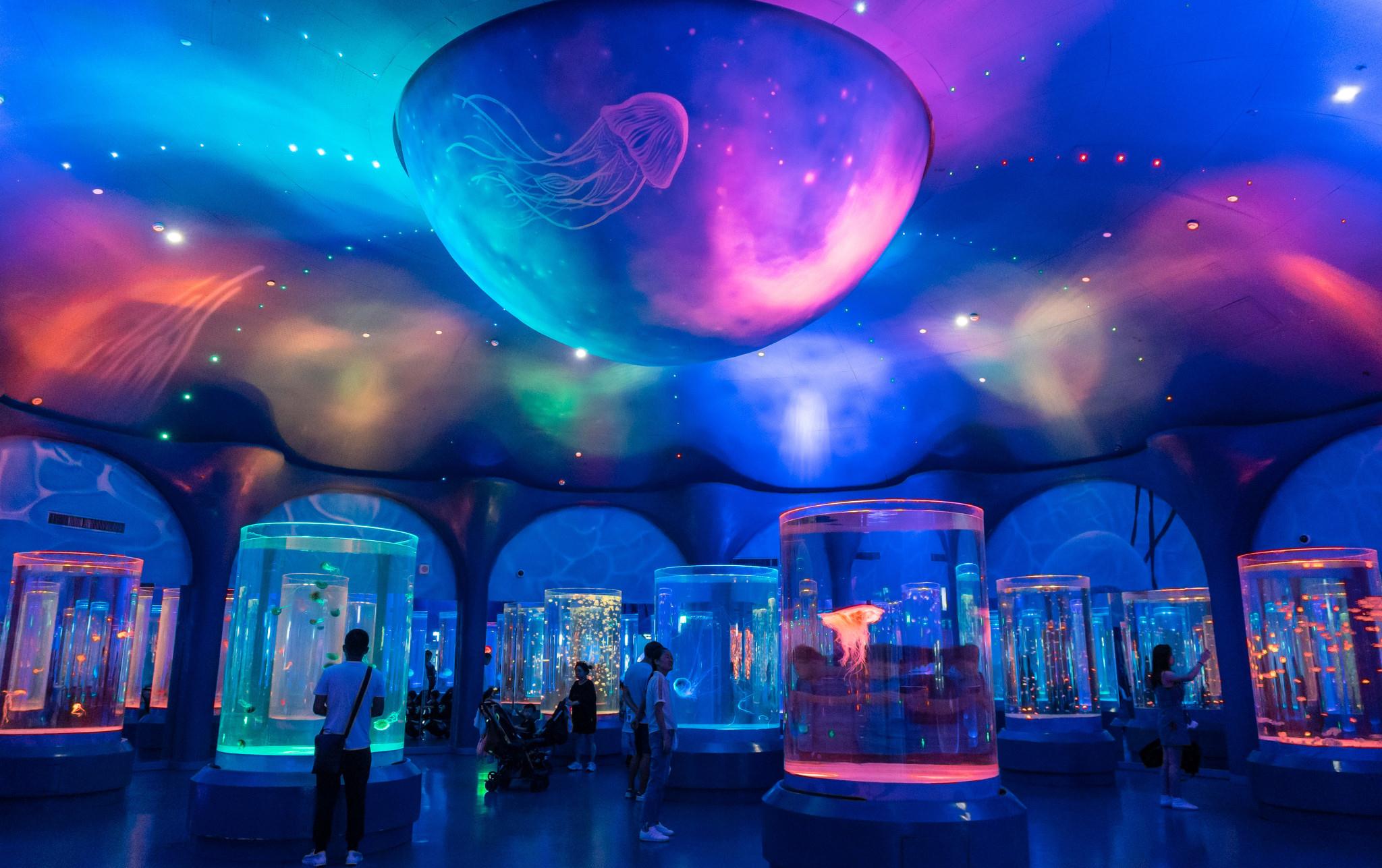 实拍海昌海洋公园水母馆缤纷绚丽令人称奇