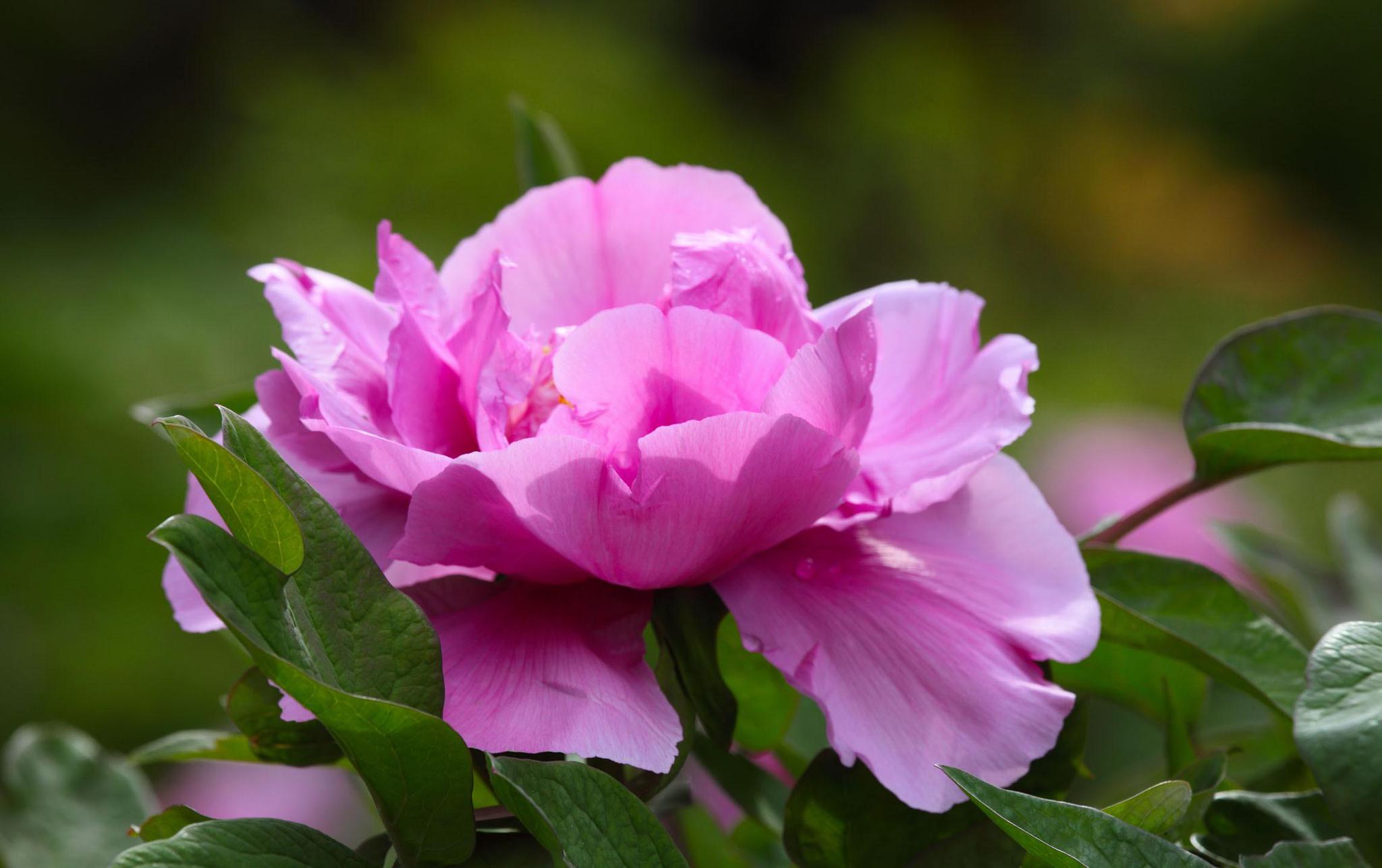 百花绽放,馥郁芬芳