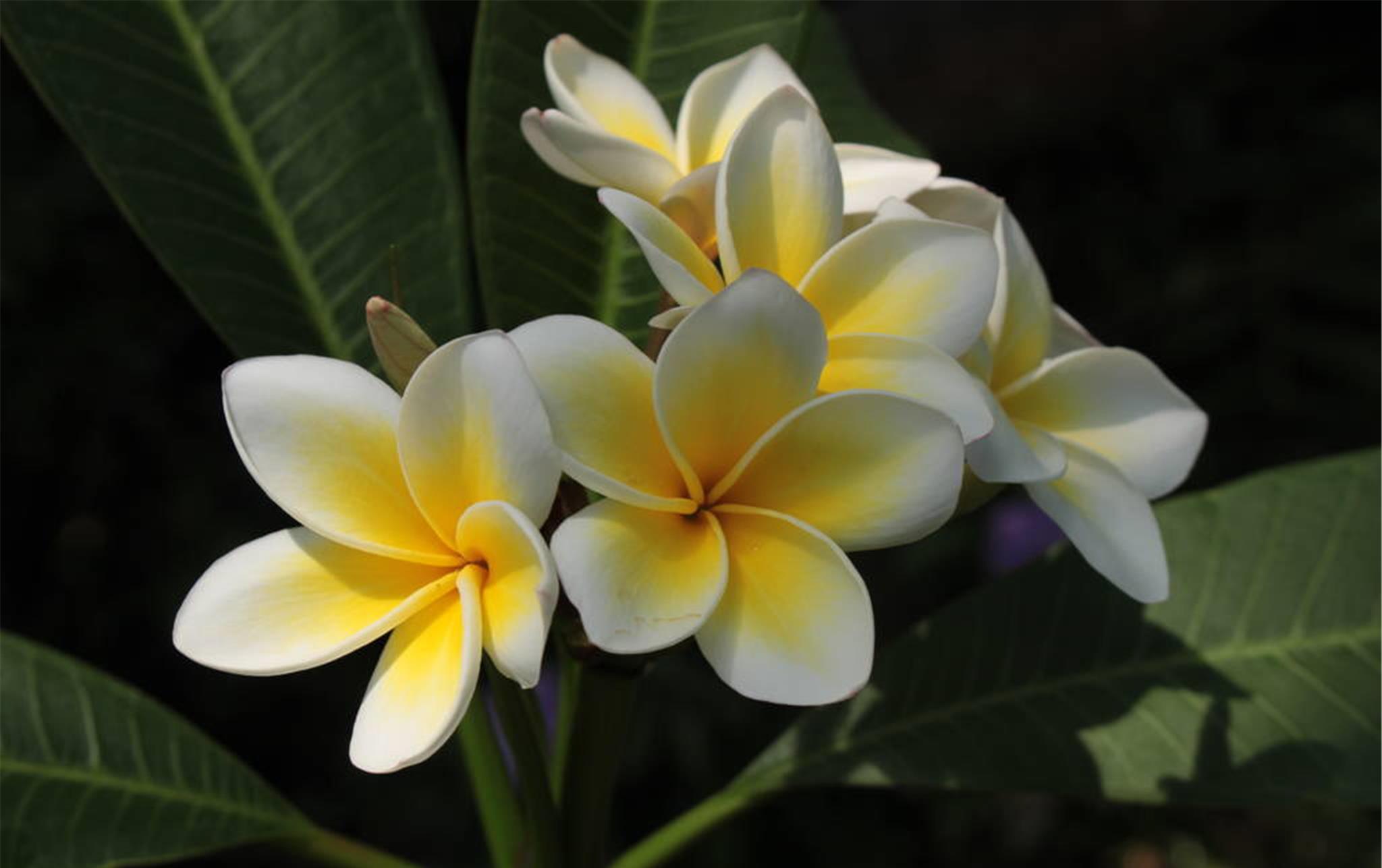 诗意栖居手拈花朵在滚滚红尘中嫣然一笑