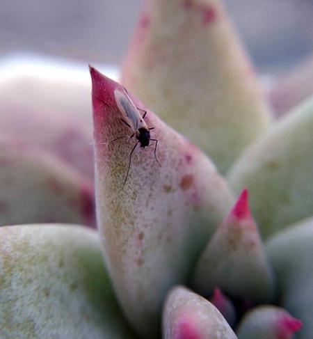 养花最怕碰到"小黑飞",一东西可不好,影响花卉生长