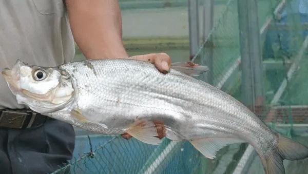 长江该禁止钓鱼?一男子长江"疯钓"野生白鱼,引网友怒怼