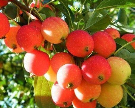 东北特有的4种水果,南方人想吃也没有,第一种是我小时候的最爱