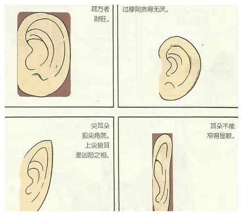 耳形图解命运 相学图片