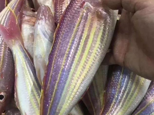 美味海鲜,有白鲳,金鲳,灰鲳,斗鲳等数十个品种        金线鱼又有红三