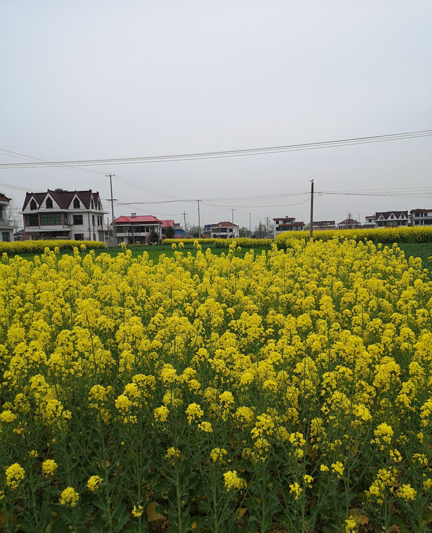 长沙江背镇油菜花图片