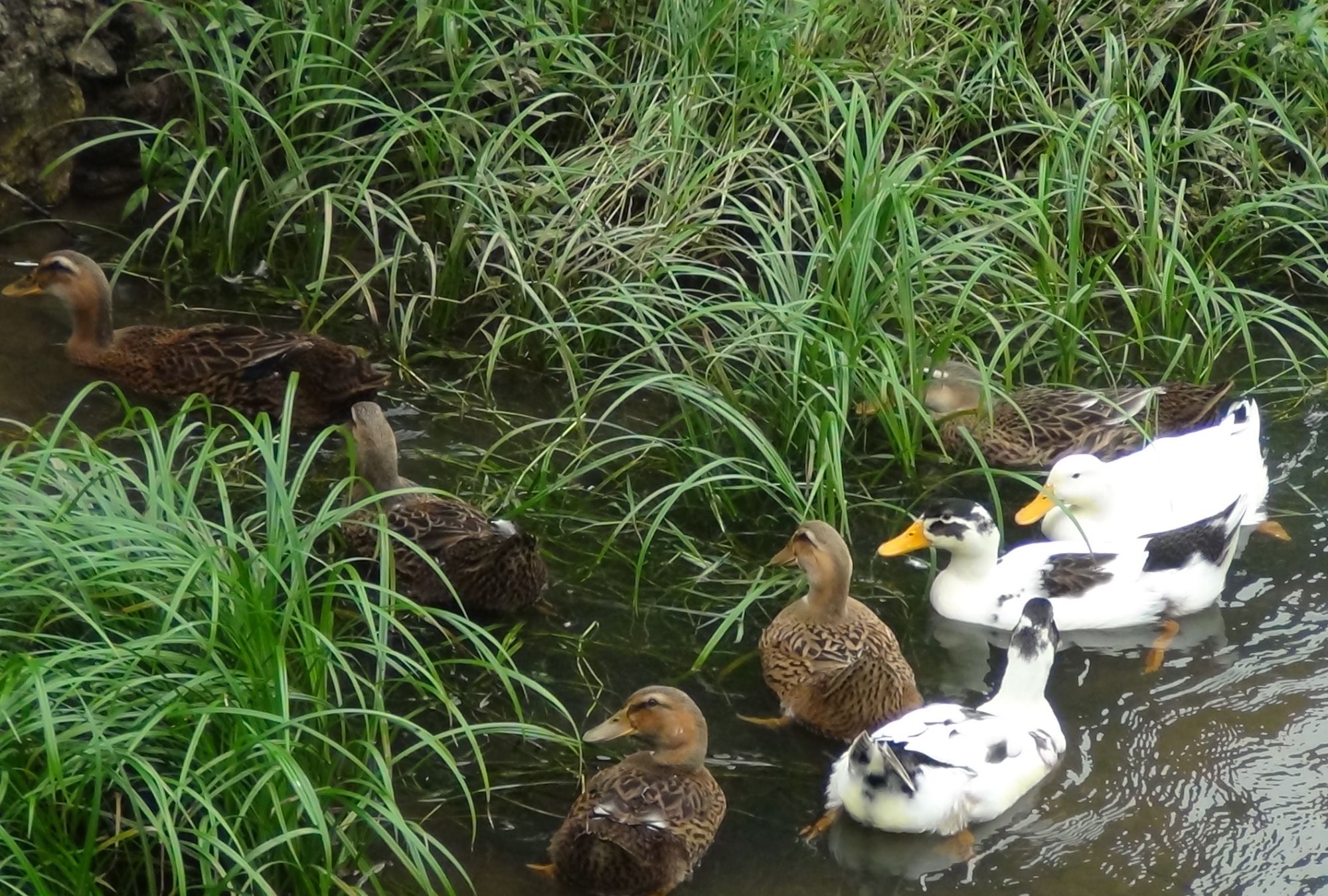 春江水暖鸭先知——恩施山野小溪鸭趣图