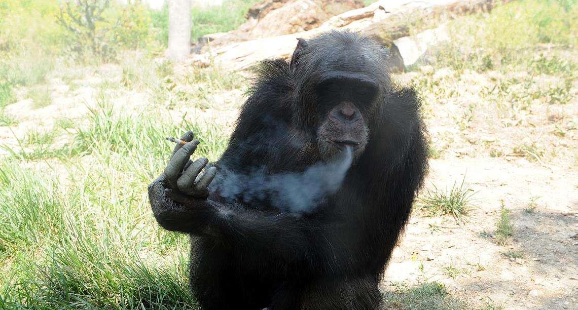 这狗抽烟我忍了鼻子吐烟圈我也忍了竟然还会抖烟灰