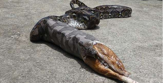 女子家的猫不见了,结果却在床下发现条蛇尾,吓得赶紧求助|猫|大蟒蛇