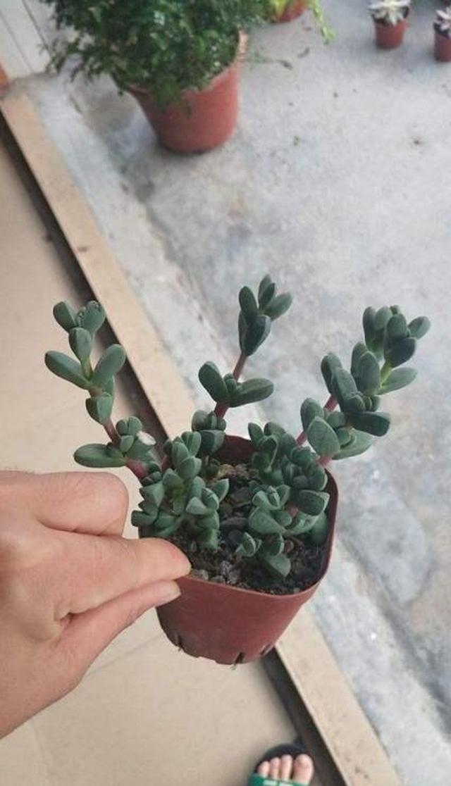 一根枝条就营造出森林的感觉,家里养这种花休闲区蓝鸢梦想 - Www.slyday.coM 一根枝条就营造出森林的感觉,家里养这种花休闲区蓝鸢梦想 - Www.slyday.coM