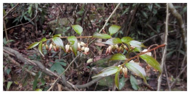 华南青皮木,花果都很好看的一种落叶小乔木,属于冷背草药之一
