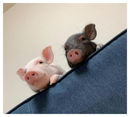 小女孩把迷你猪抱在怀里整个画面溢出满满的爱