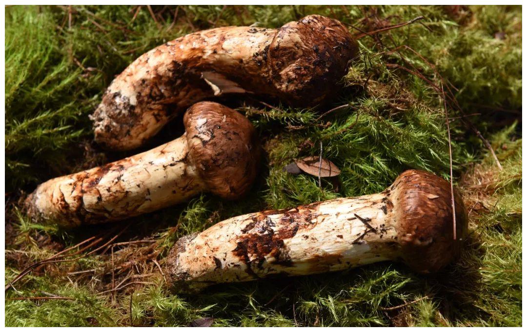 说菌松茸和姬松茸的区别是什么反正煲鸡汤都很不错