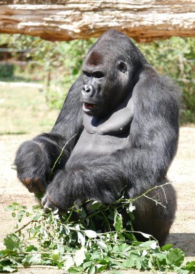 《呆萌可爱的银背大猩猩》行者-协助拍摄|呆萌可爱的银背大猩猩|摄影