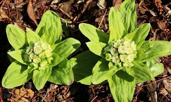 此物俗称"蜂斗菜",是治白内障"特效药",溪边就有,需要带走__财经头条