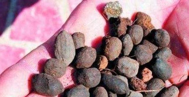 家庭中如何养兰花盆栽？学3招，植株多发新芽嫩叶啊休闲区蓝鸢梦想 - Www.slyday.coM