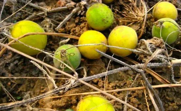 农村的野果子"马泡瓜",儿时的记忆