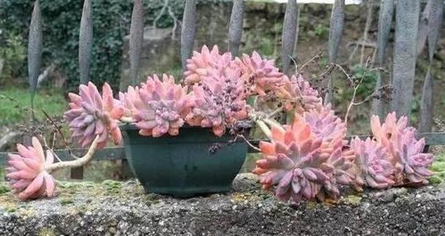 养花没技术 4种多肉随便养 放盆里就能活