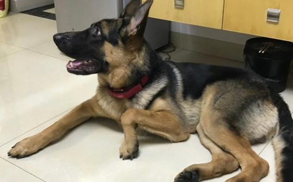 主人|德牧|狗狗_新浪新闻