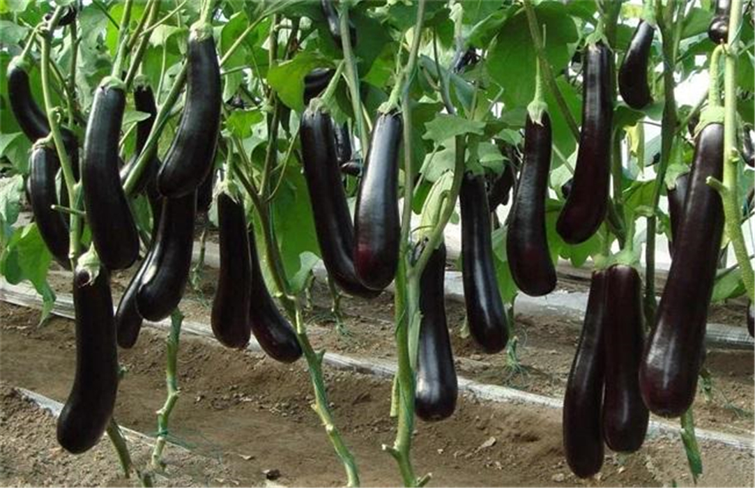 它价格低廉能清热解暑能降脂降压隋炀帝曾称为昆仑紫瓜