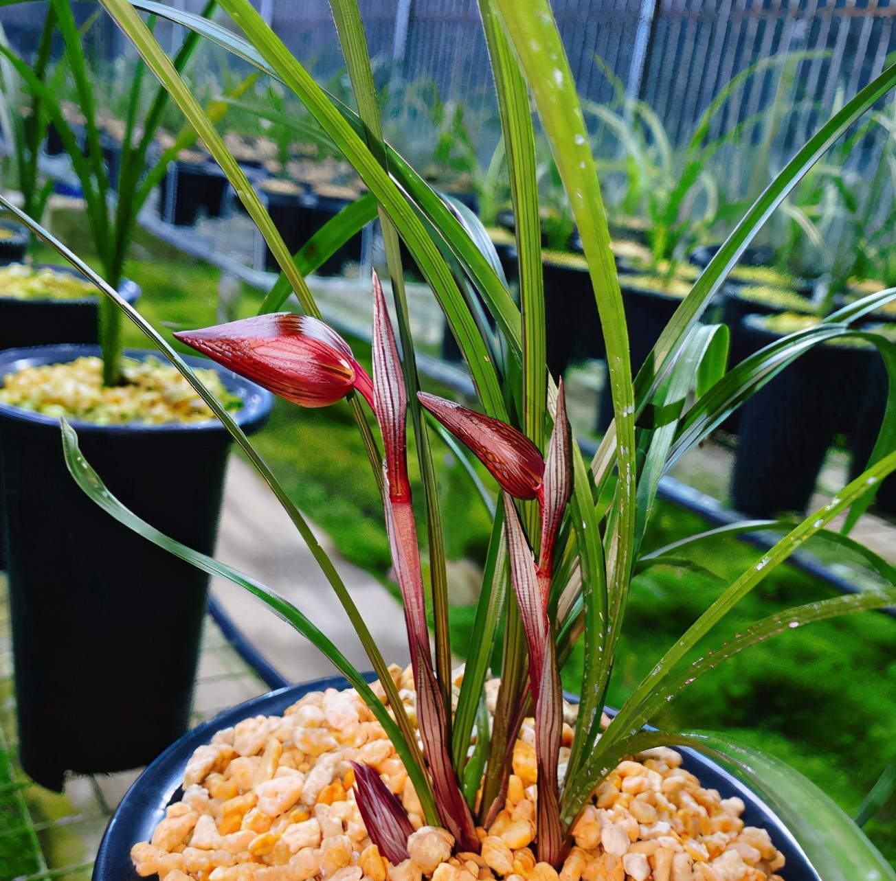 醉红素",自然串种,红杆红花,香气浓郁,性价比极高|春兰|铭品|兰花