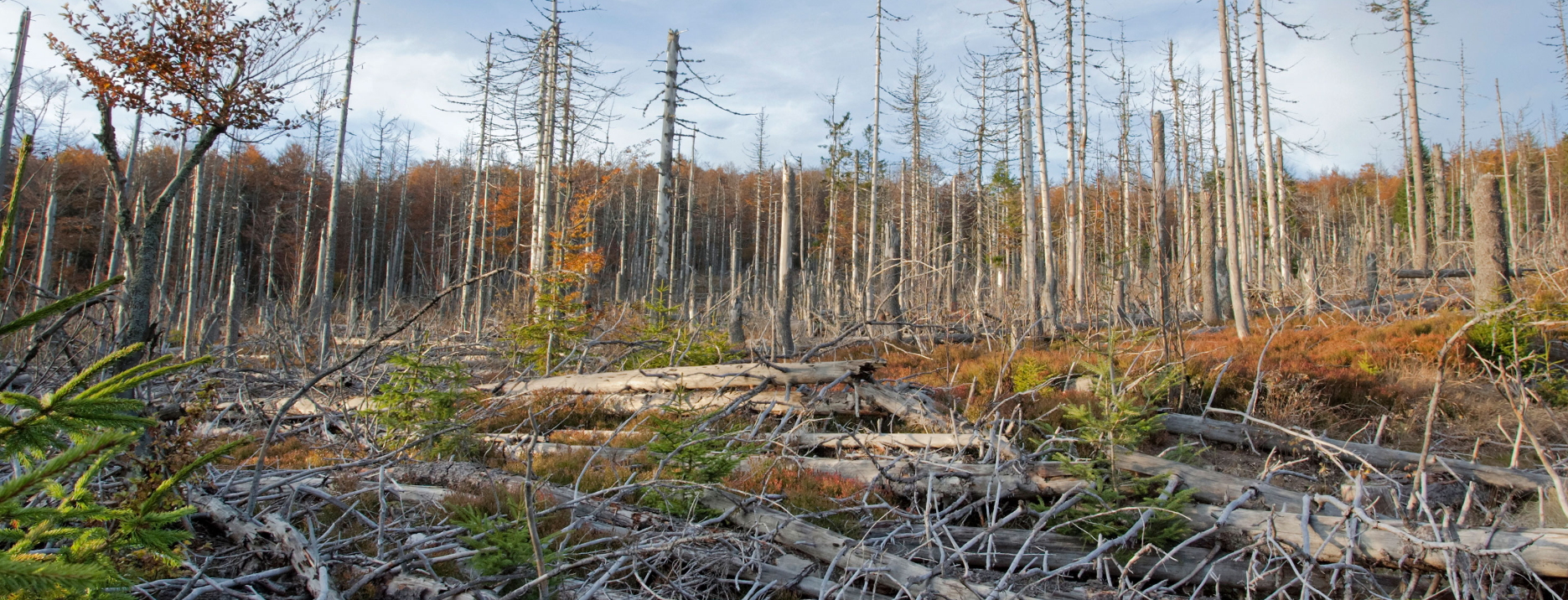 酸雨会引发严重的局部环境危机