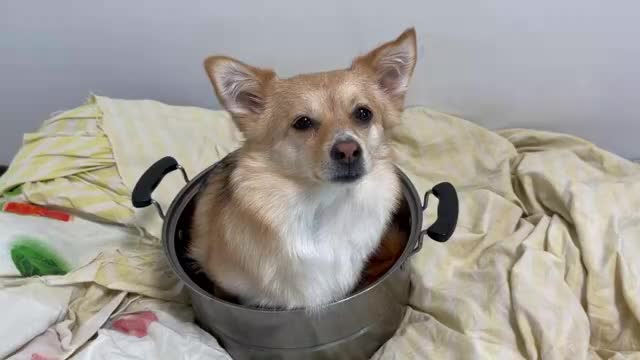 狗狗拆家被主人放进锅里炖狗肉刚放进去就快哭了真是戏精