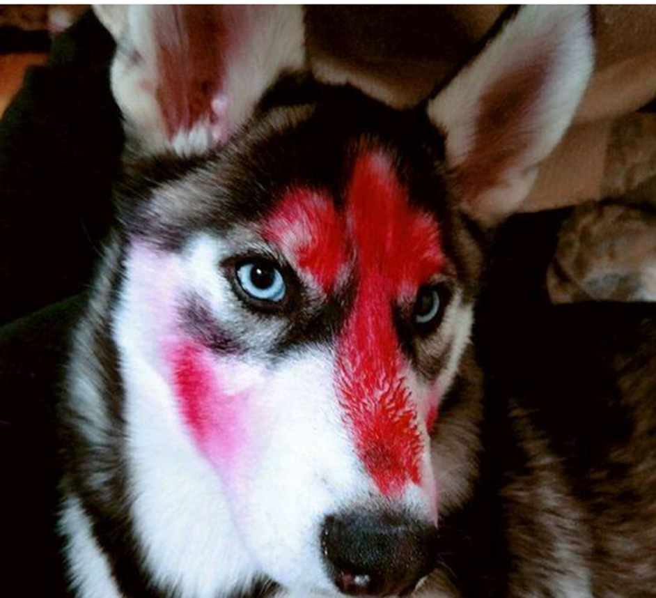 哈士奇被小主人玩坏,妆容从眉间画到鼻头,小眼神惹人爆笑!