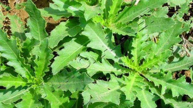 生活中常见的刺儿菜大家对它了解多少我们一起来品读