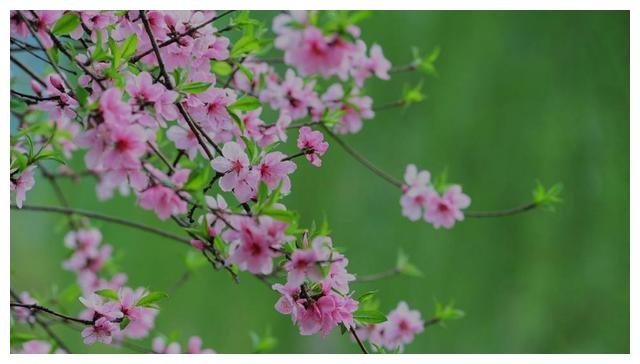 杜甫 春水 诗词赏析 三月桃花浪 江流复旧痕 春水 杜甫 三月桃花 新浪新闻