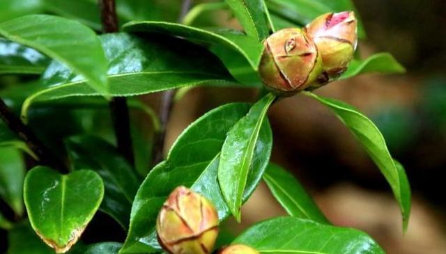 茶花怎么养 盆栽种植茶花的家养方法 茶花 盆栽 土壤 新浪新闻