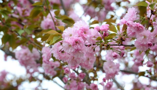 一根枝条就营造出森林的感觉,家里养这种花休闲区蓝鸢梦想 - Www.slyday.coM 一根枝条就营造出森林的感觉,家里养这种花休闲区蓝鸢梦想 - Www.slyday.coM
