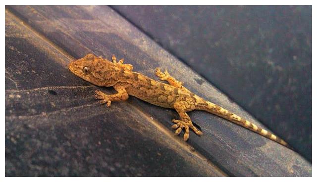 喜鹊|俗语|壁虎_新浪新闻