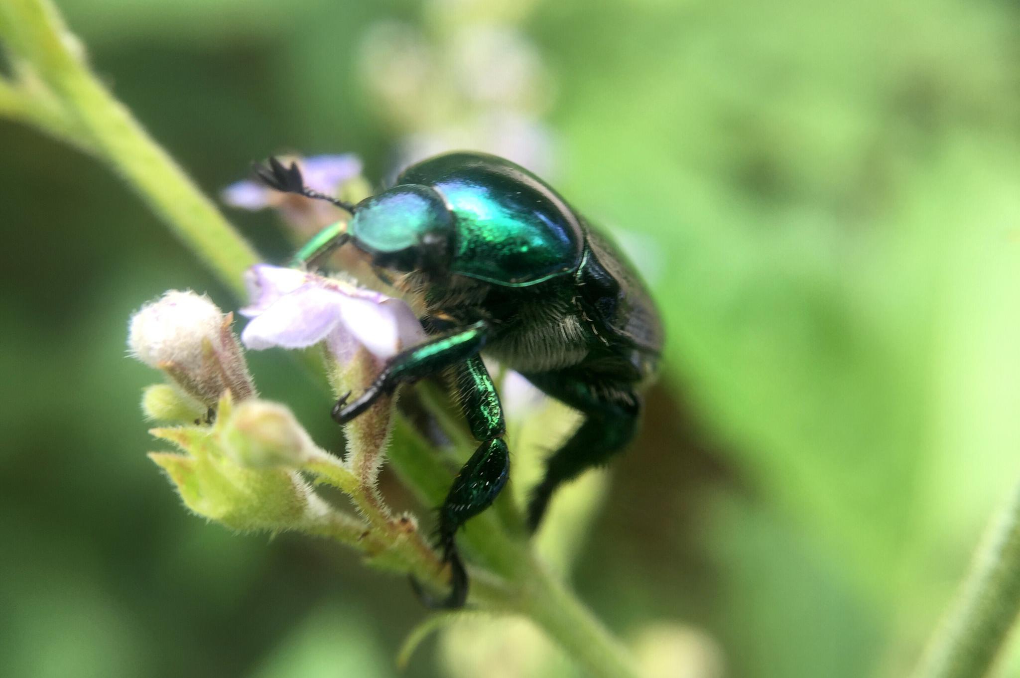 金龟子这金属光泽绿闪绿闪的衣服也太美了