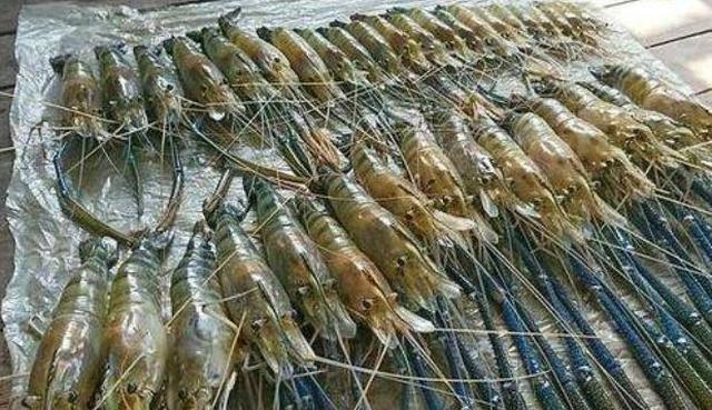 它酷似小龙虾,在湄公河泛滥成灾,1只起码1斤,吃货:虾界巨无霸
